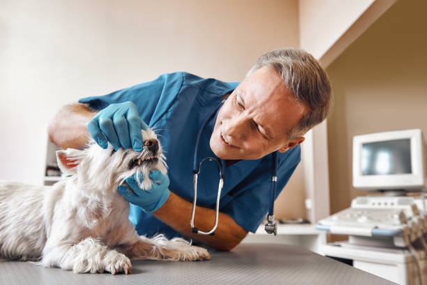 Best Emergency Treatment for Dental Infections or Abscesses in Farmington, MN